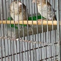 جوجه سهره قناری