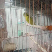مرغ عشق نر ۸ ماهه