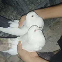 کبوتر