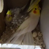 جفت عروس هلندی