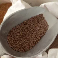 حبوبات|خوردنی و آشامیدنی|شیراز, تندگویان|دیوار