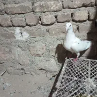 سلام کبوتر پرشی