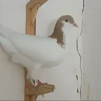 کفتر