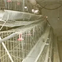 قفس مرغ تخمگذار