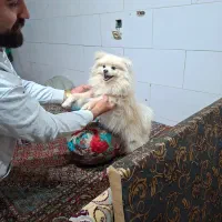 پامرین
