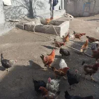 فروش مرغ یک ساله تخم گذار