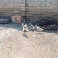 5عددغاز3عددبچه غاز ..2عددهم غازبزرگ نر و ماده