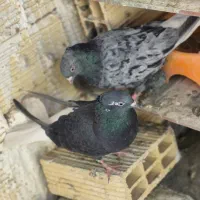 کبوتر طوقی و دم پاک سفید