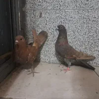 کفتر سیمونی پرتقالی