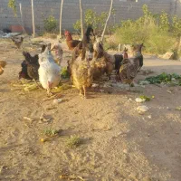 مرغ خروس محلی اصل