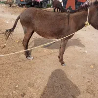 الاغ ماده دوساله گوسفندی بفروش میرسد قیمت 15ت