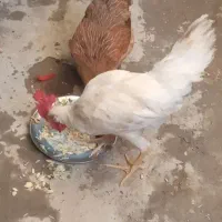 مرغ و خروس