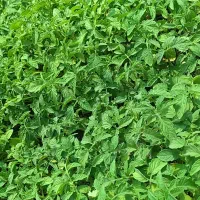 نشا گوجه فلفل بادمجان خیارسبز