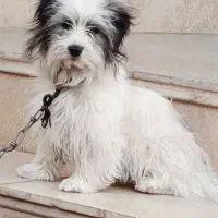 سگ پشمالو شیتزو