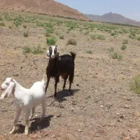 یک جفت بز|حیوانات مزرعه|بردسکن, |دیوار