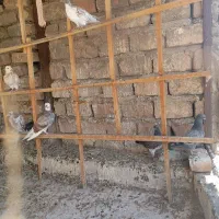 کفتر|پرنده|ساوه, |دیوار