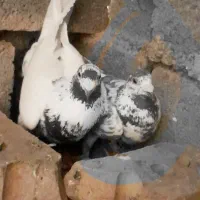 سوسکی