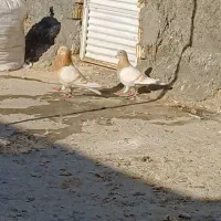 کفتر|پرنده|داراب, |دیوار