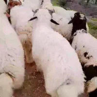 ۲۶عدد بره نر شرط صحیح وسالم