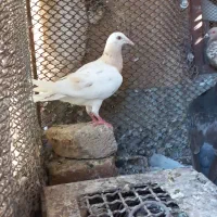 کبوترهفترنگ