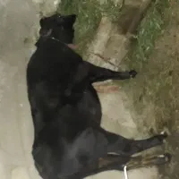 گوساله