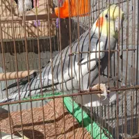 چهارعددعروس‌هلندی‌‌همراه‌وسایل‌وسه‌عدد‌جوجه