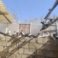 یک دسته رنگی هوایی