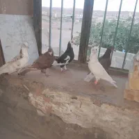۵تا نر پرشی ضربه