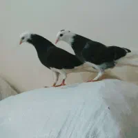 مفلق شازده سیاه پرشی قاب ساعتی