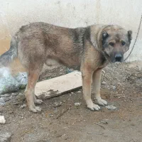 واگذاری سگ سرابی