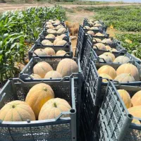 خربزه جانا درجه یک