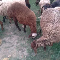 ۵۰راس بره افشاری  نروماده