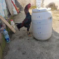 خروس لاری بالغ