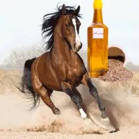 روغن کتان خالص ضامن درخشش و سلامت اسب شما