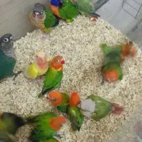 پرنده شما درب منزل با قیمت خیلی خوب تسویه آنی