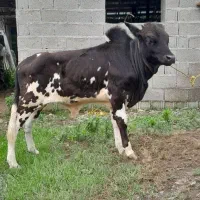 ورزا کوله چالوسی نافدار کولدار گاو گوساله نر