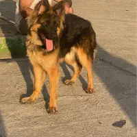سگ ژرمن شولاین
