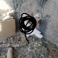 کبوتر کبوتر