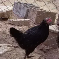 مرغ گلین