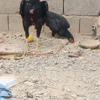 خروس