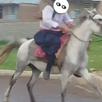 اسب|اسب و تجهیزات اسبسواری|خرمآباد, |دیوار