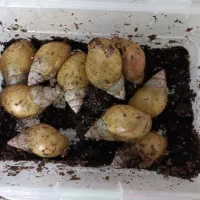 حلزون آچاتینا