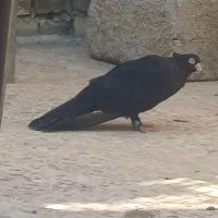 کبوتر صرب