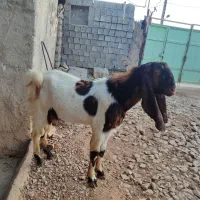 دوبر اصل پاکستانی نژاد دار