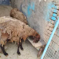 میش