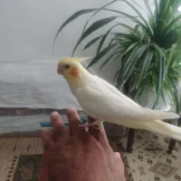 عروس هلندی نروماده 4ماهه باقفس