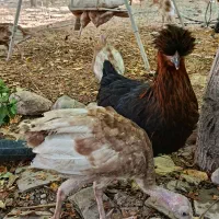 جوجه بوقلمون محلی بوربون و برنز