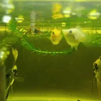 ماهی|ماهی|گلپایگان, |دیوار