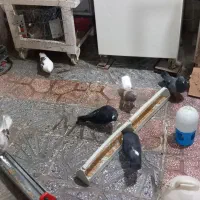 کبوتر. پرشی .