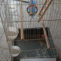 قفس
